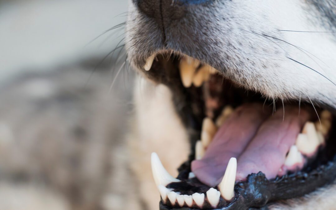 Dental Care for Your Bestie