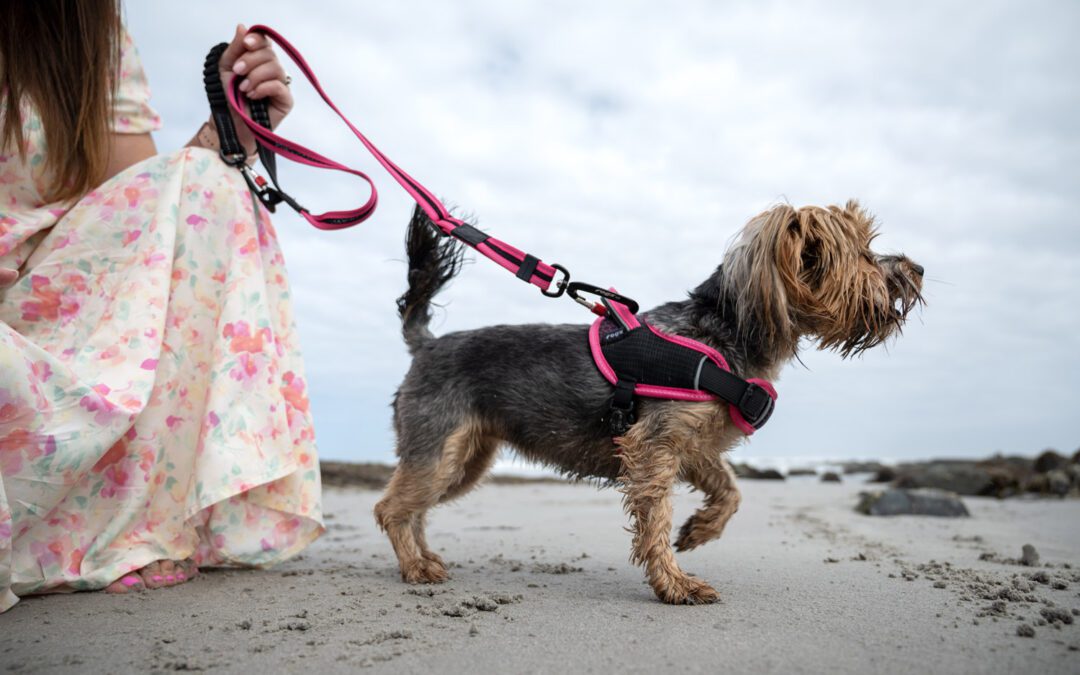 How do I know which harness is best for my dog?