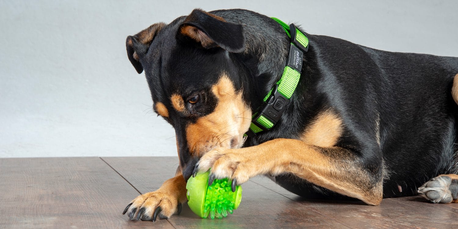 ROGZ Fred Treat ball