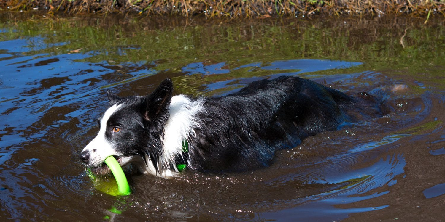 ROGZ Pop-Upz Fetch Toy