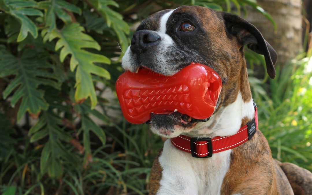 What dog toys should I buy?
