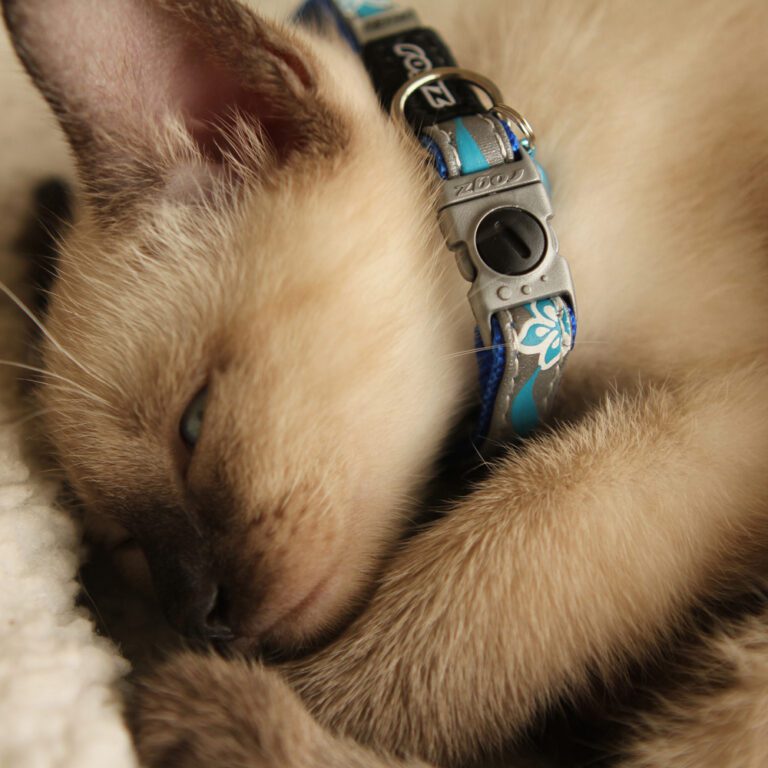 NightCat Safety Collar XS Blue Lifestyle