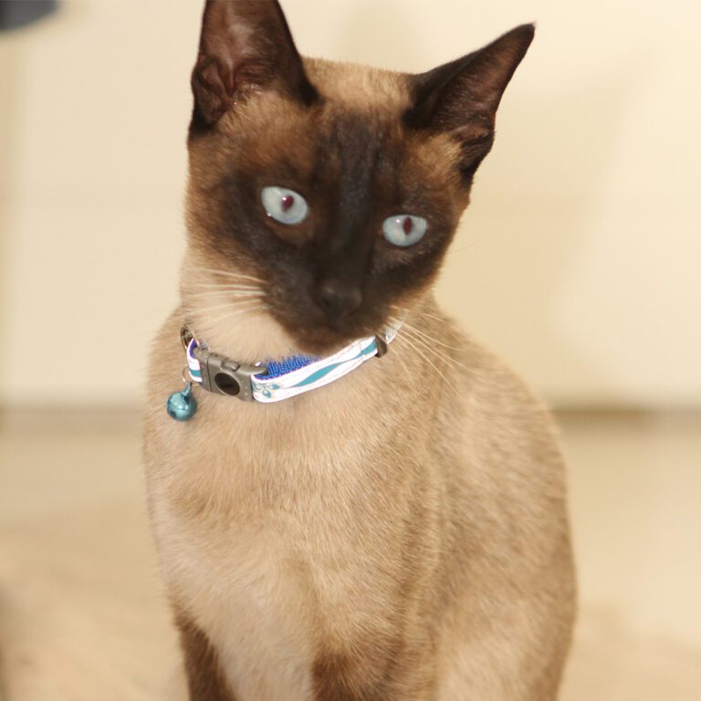 NightCat Safety Collar XS Lifestyle Blue