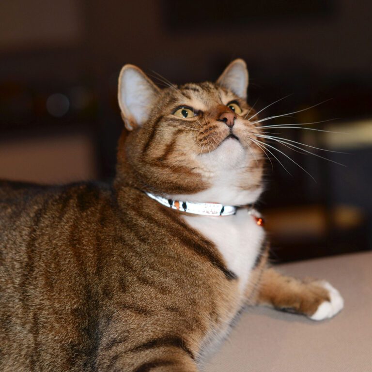 NightCat Safety Collar XS Orange Lifestyle