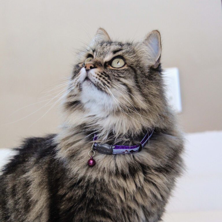 NightCat Safety Collar XS Purple Lifestyle