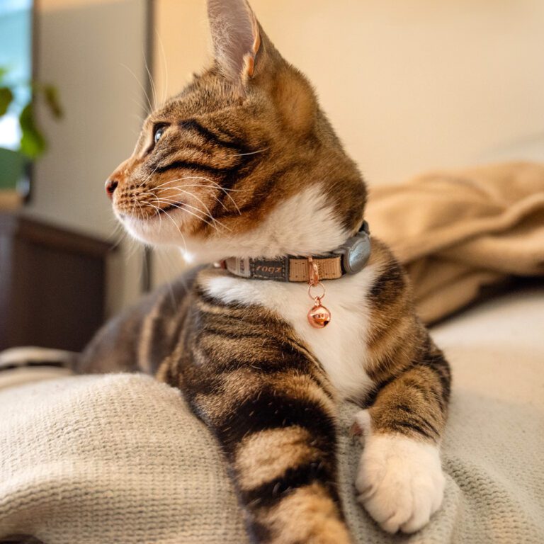UrbanCat Safety Collar Lifestyle Gold Rush