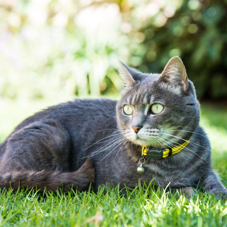 AlleyCat Safety Collar Dayglo Lifestyle