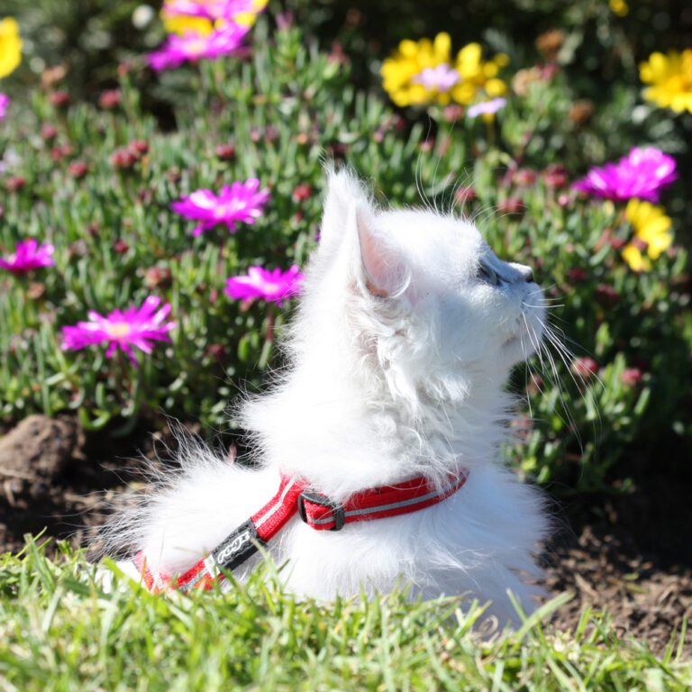 AlleyCat Safety Collar Red Lifestyle