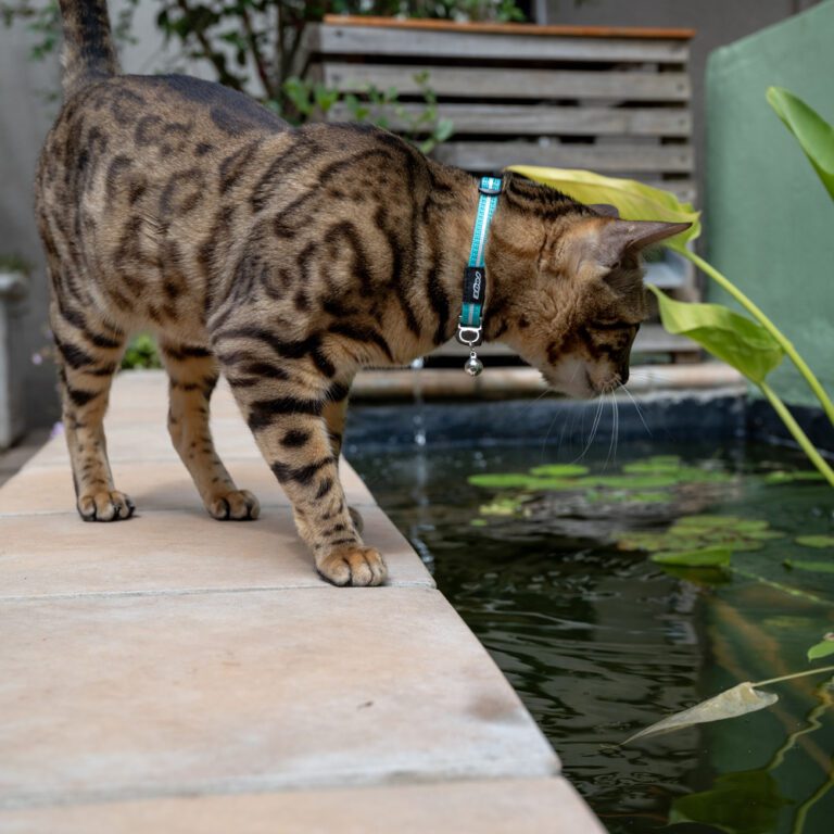 AlleyCat Safety Collar Teal Lifestyle