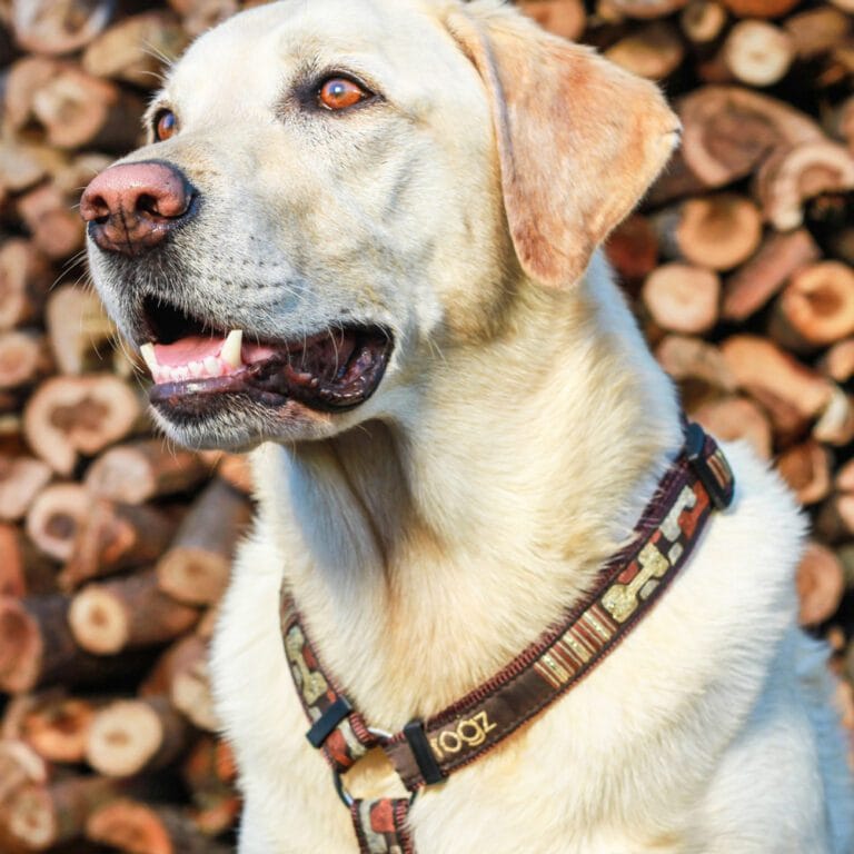 Fancy Dress Classic Harness Mocha Bone Lifestyle