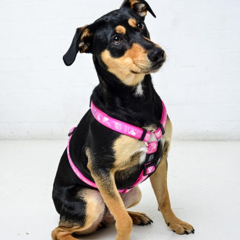 Fancy Dress Classic Harness Pink Paw Lifestyle