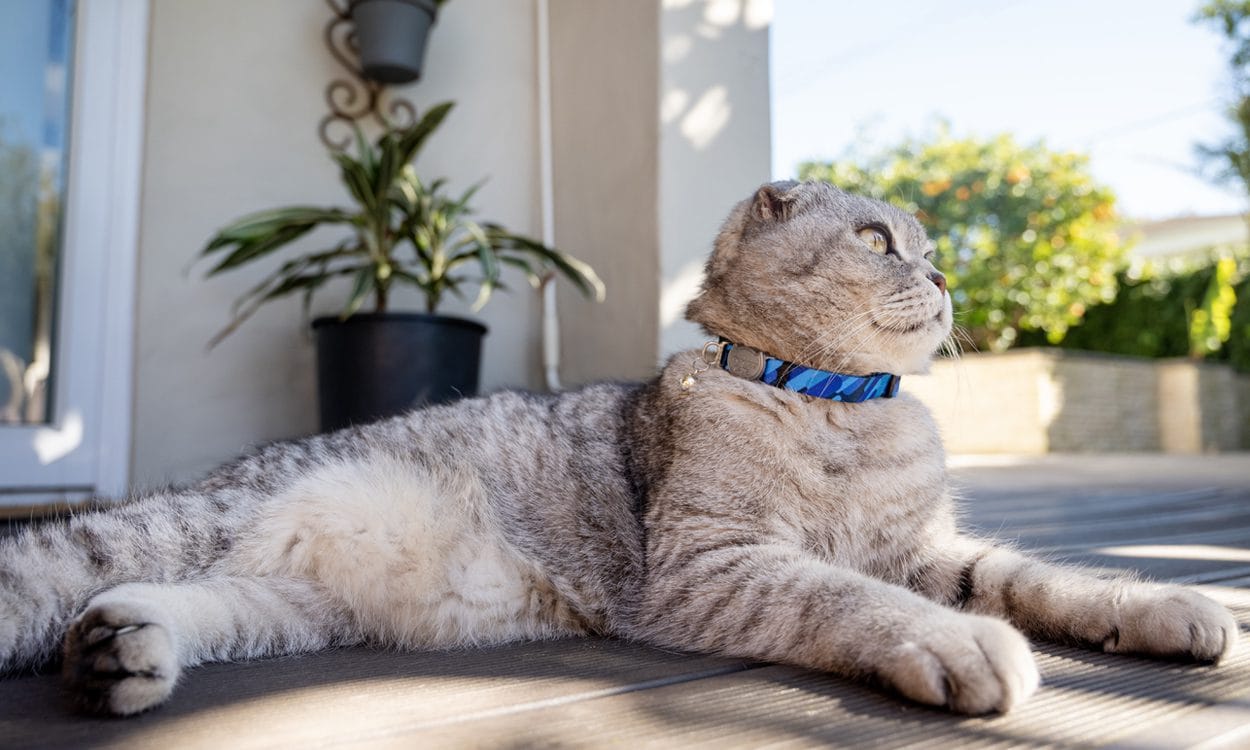 FusionCat Product Range by ROGZ UK