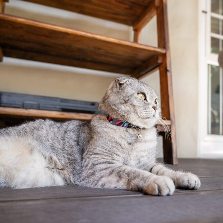 FusionCat Safety Collar Geo Turquoise Lifestyle
