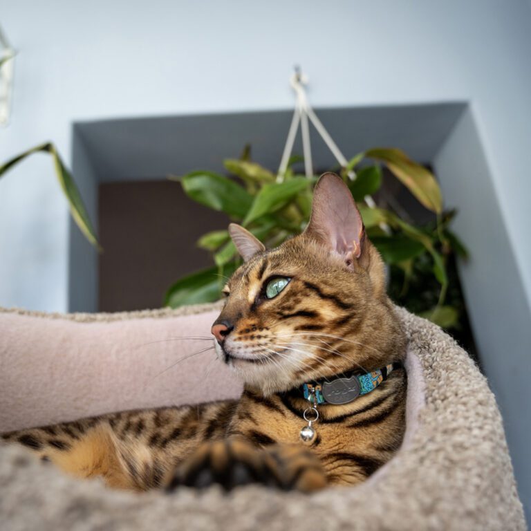 FusionCat Safety Collar Electric Turquoise Lifestyle