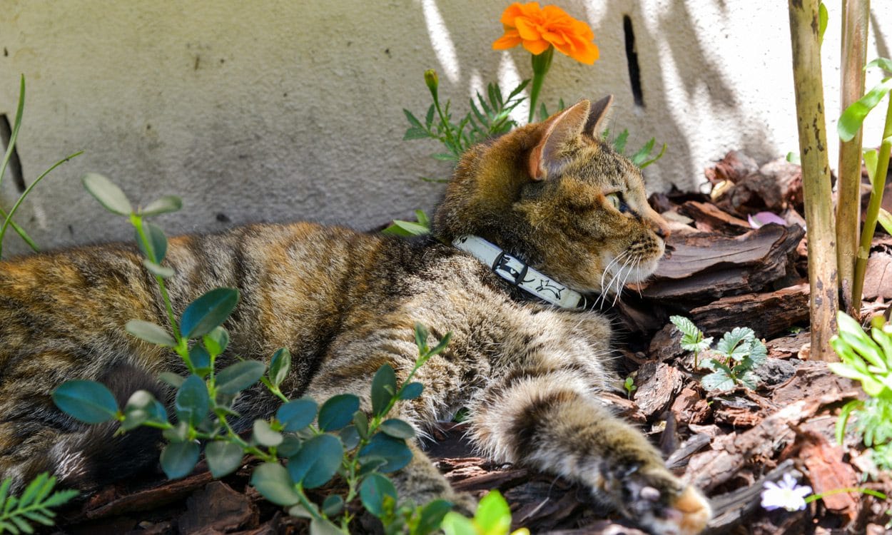 GlowCat Safety Collar Black Lifestyle
