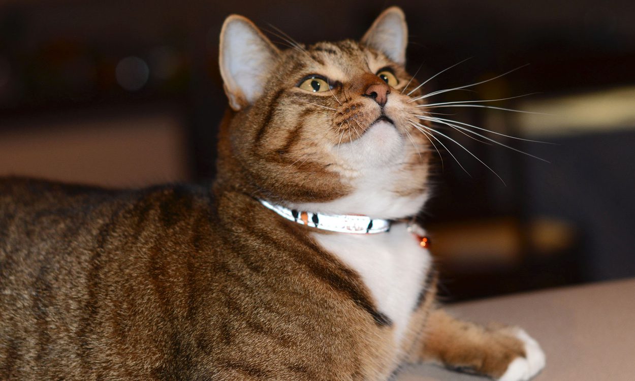 NightCat Safety Collar Orange Lifestyle