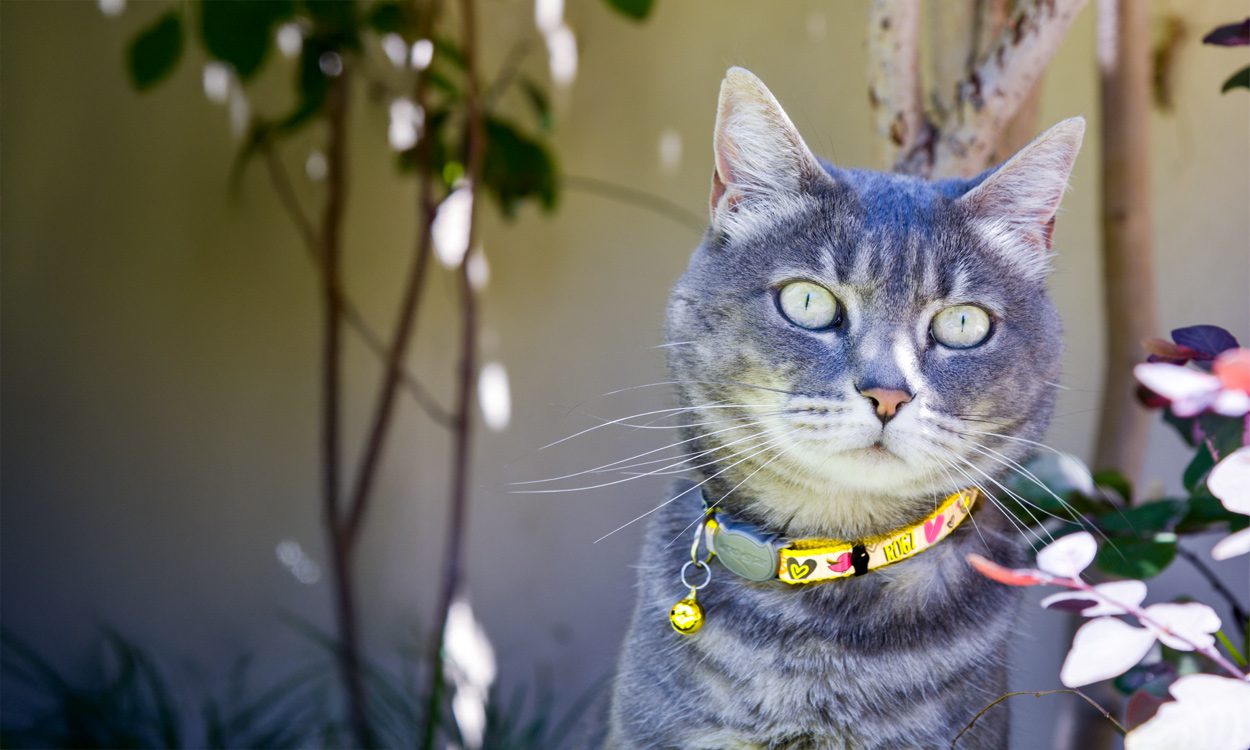 ReflectoCat Safety Collar DayGlo Lifestyle