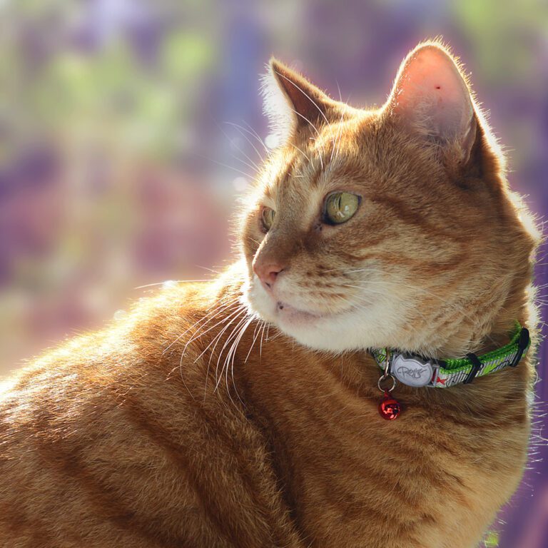 ReflectoCat Safety Collar Lime Green Lifestyle