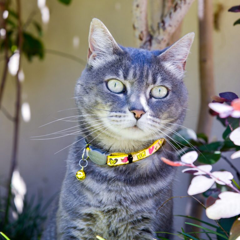 ReflectoCat Safety Collar Yellow DayGlow Lifestyle
