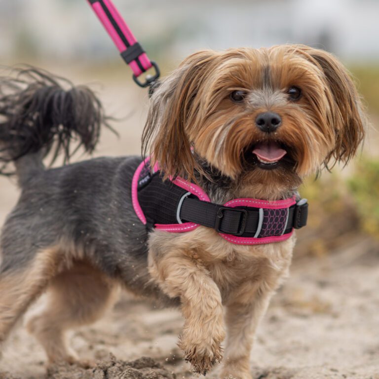 AirTech Sport Harness Sunset Pink Lifestyle