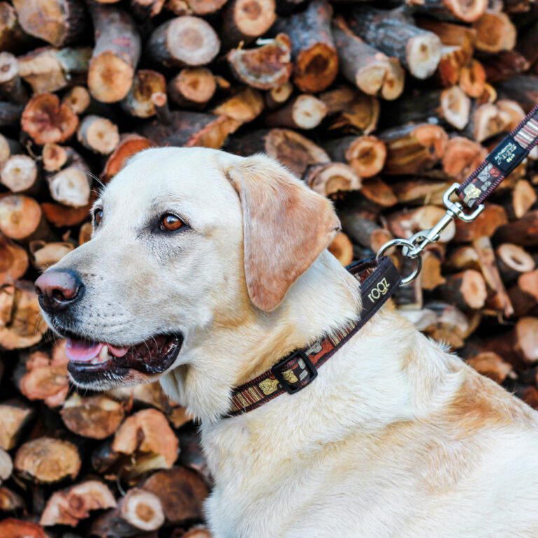 Fancy Dress Classic Collar Mocha Bone Lifestyle