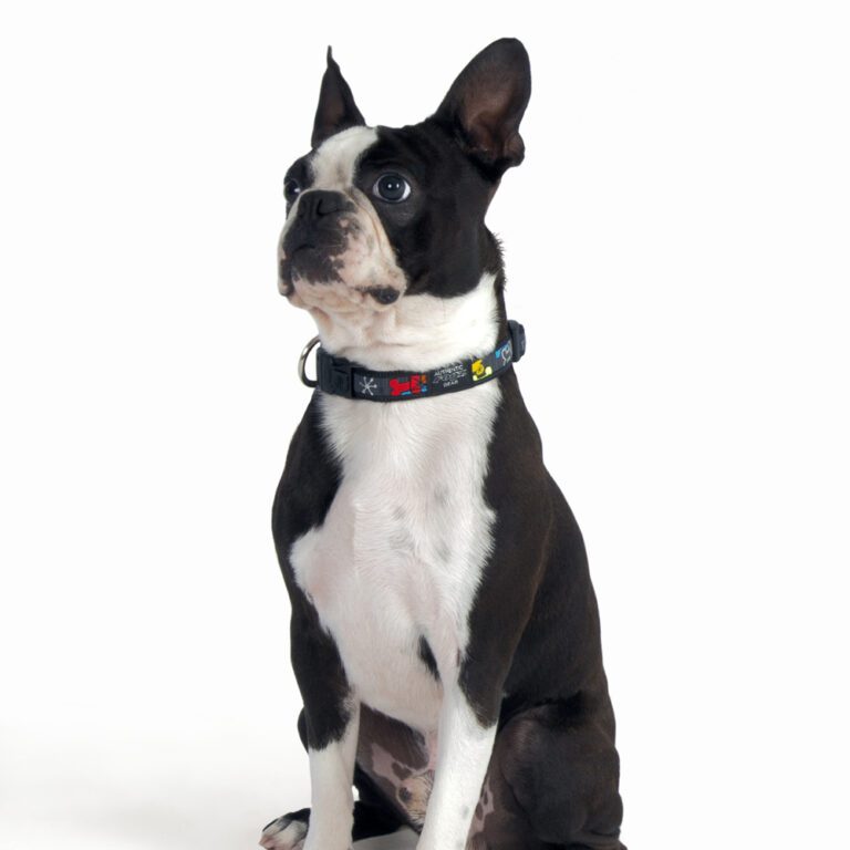 Fancy Dress Classic Collar Multi-Bone Lifestyle