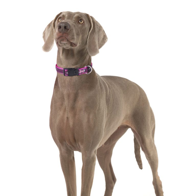 Fancy Dress Classic Collar Pink Love Lifestyle
