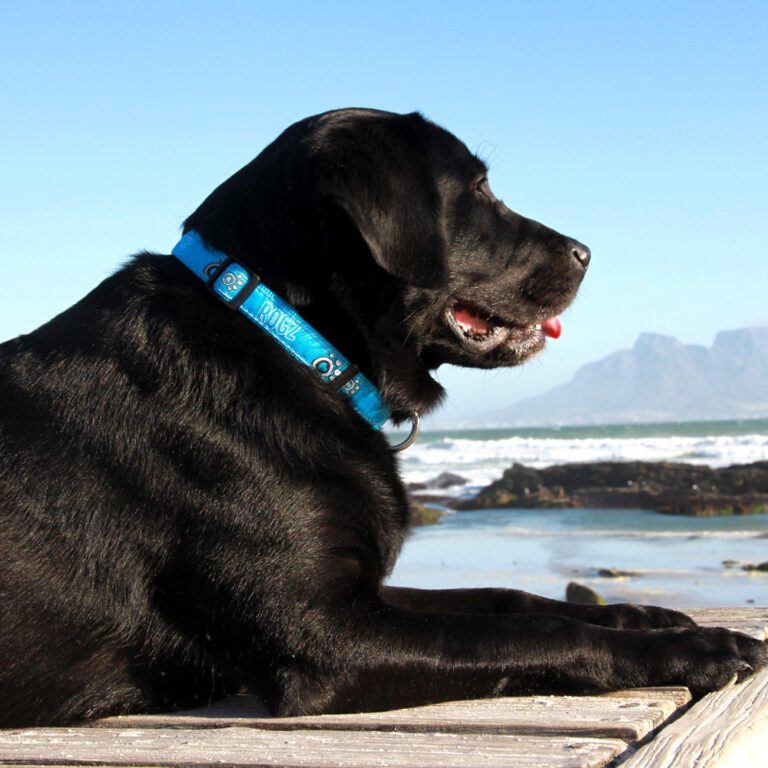 Fancy Dress Classic Collar Turquoise Paw Lifestyle