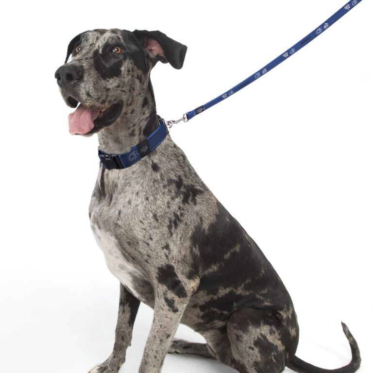 Fancy Dress Classic Lead Navy Paw Lifestyle