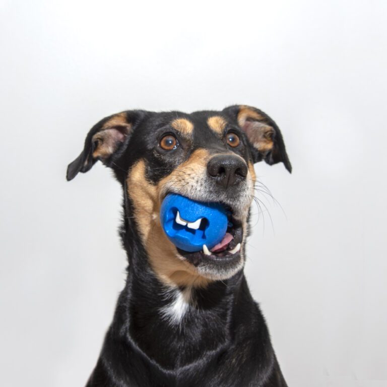 Fred Treat Ball Blue Lifestyle