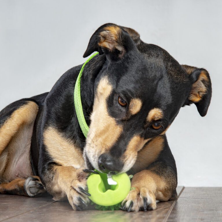 Fred Treat Ball Lime Green Lifestyle