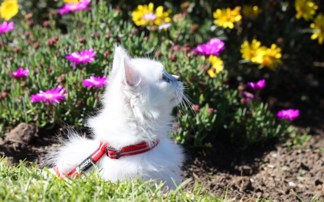 Getting Your Cat Active