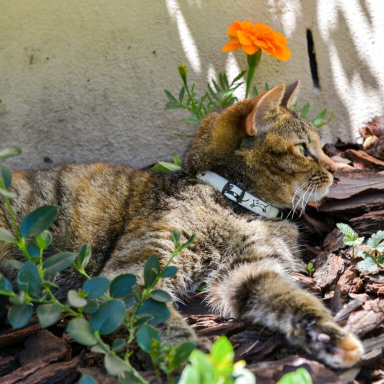 GlowCat Safety Collar Black Lifestyle