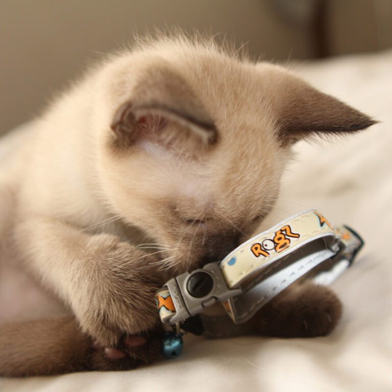 GlowCat Safety Collar Mix Lifestyle