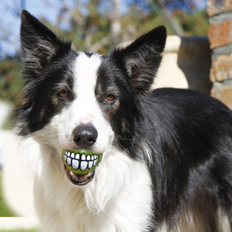 Grinz Fetch Ball Lime Lifestyle