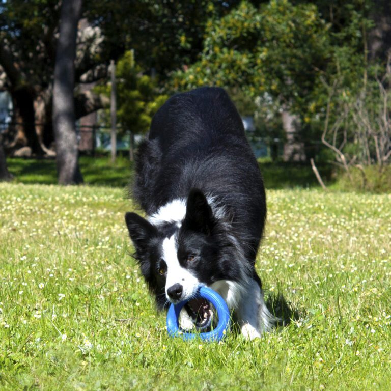 Pop-Upz Fetch Toy Blue Lifestyle