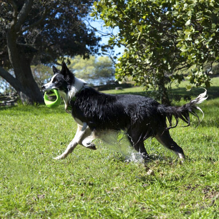 Pop-Upz Fetch Toy Lime Green Lifestyle