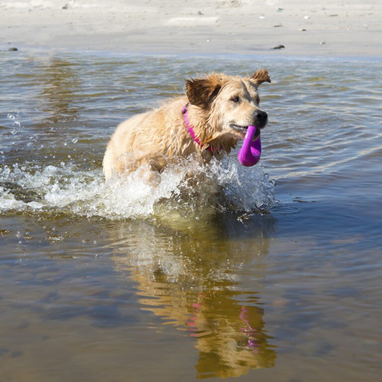 Pop-Upz Fetch Toy Pink Lifestyle