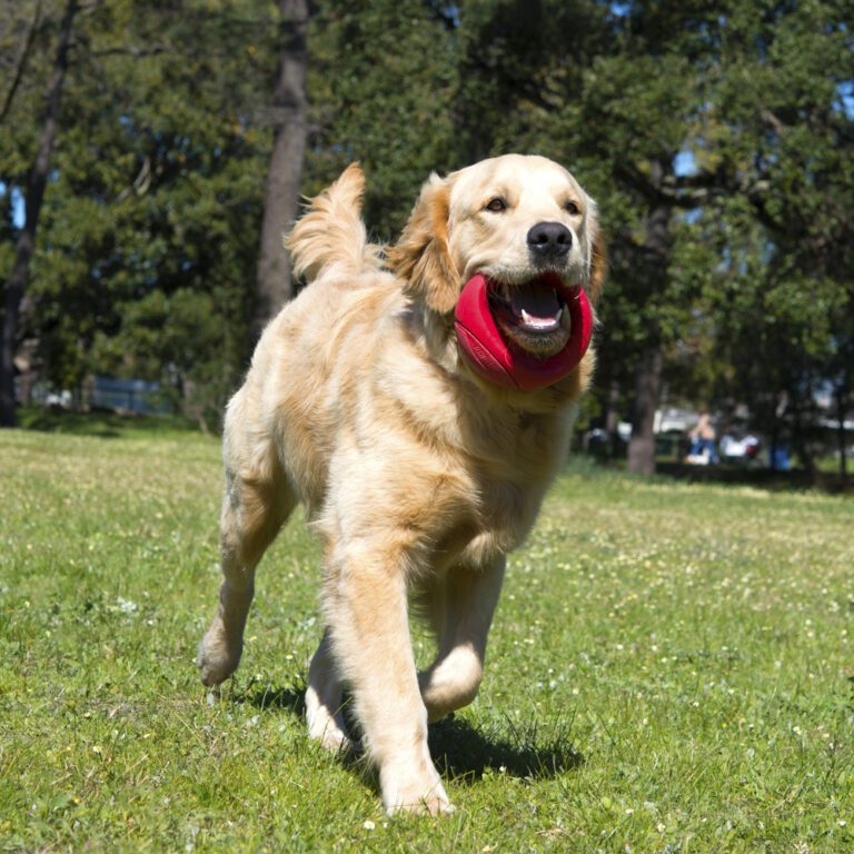 Pop-Upz Fetch Toy Red Lifestyle