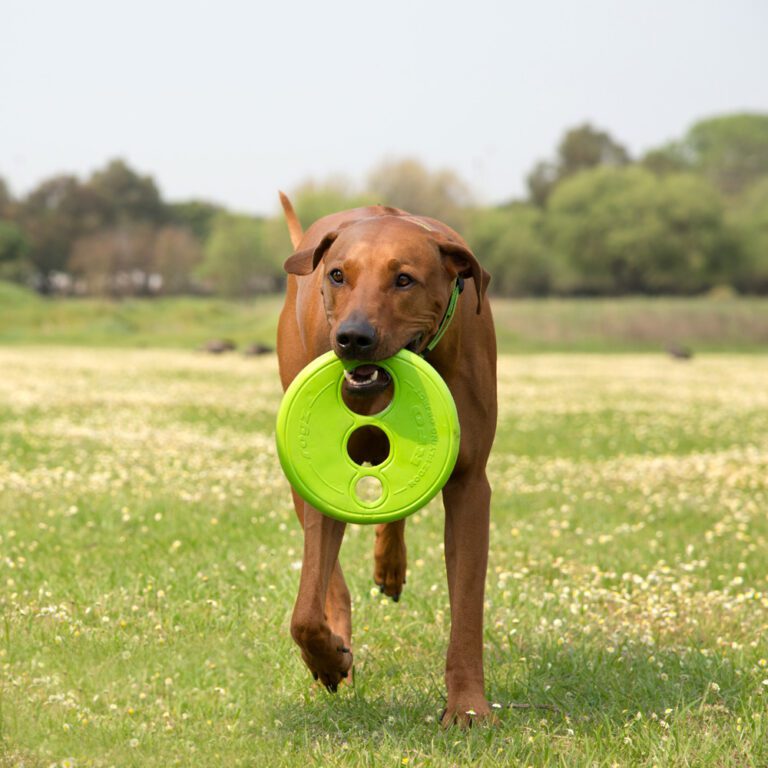 RFO Flying Disc Lime Green Lifestyle