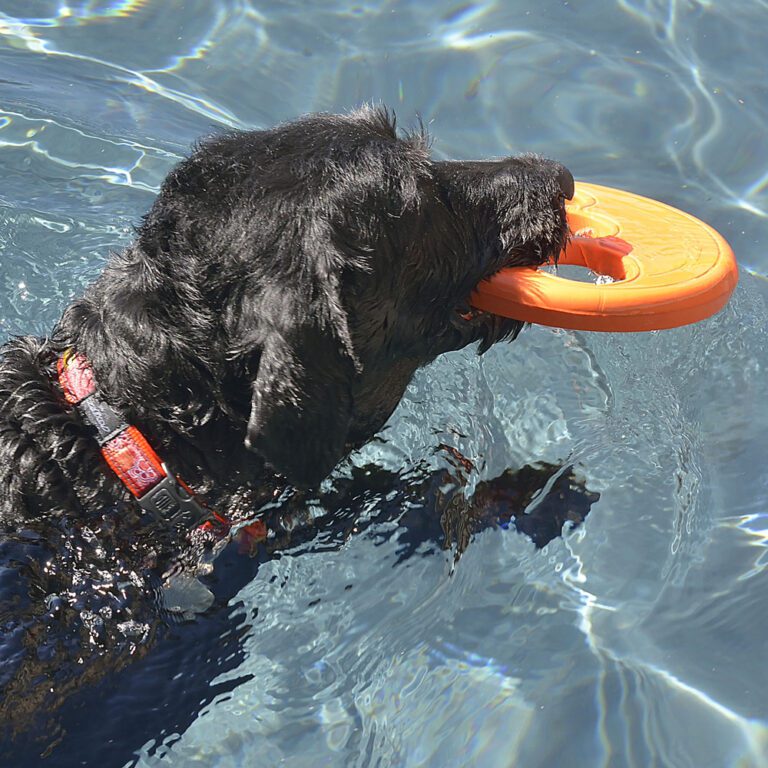 RFO Flying Disc Orange Lifestyle