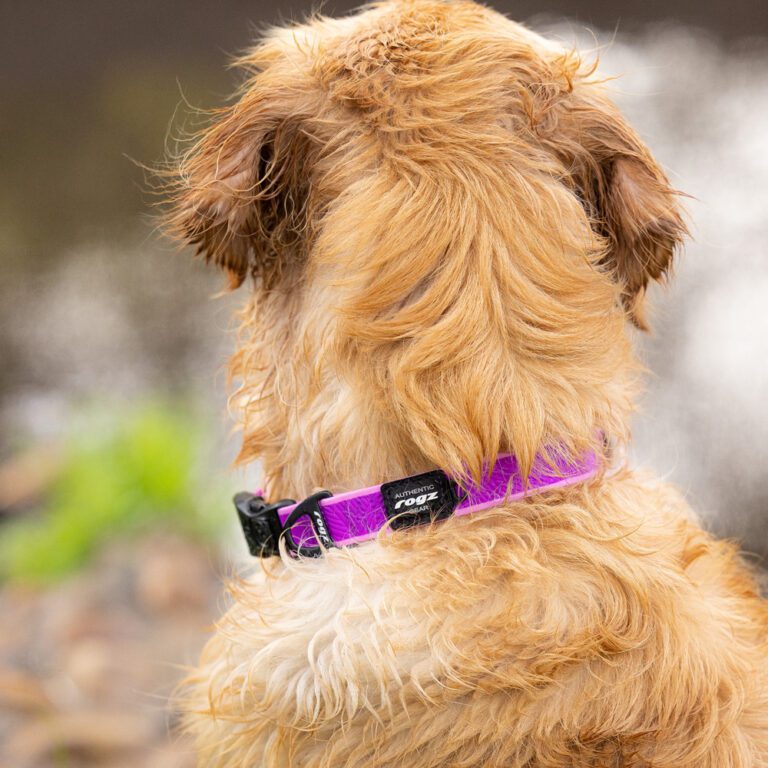 ROGZ Amphibian Classic Collar Purple Lifestyle