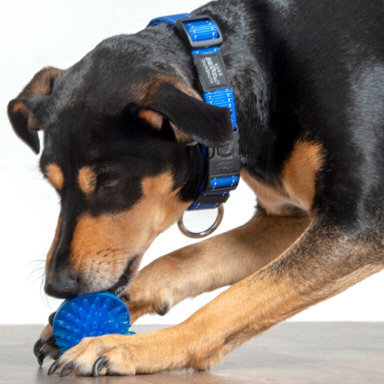 ROGZ Fred Treat Ball Blue Lifestyle