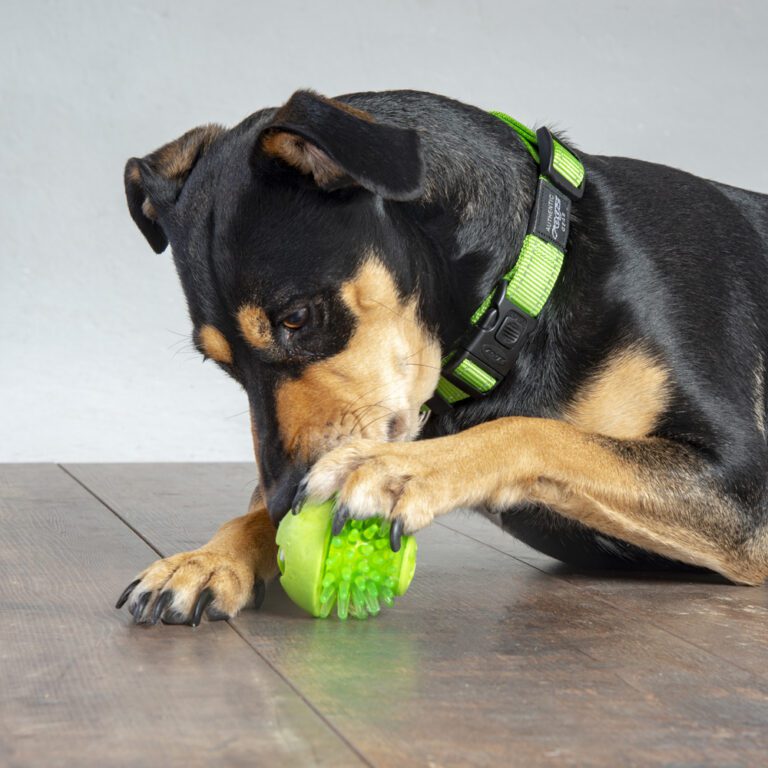 ROGZ Fred Treat Ball Lime Green Lifestyle
