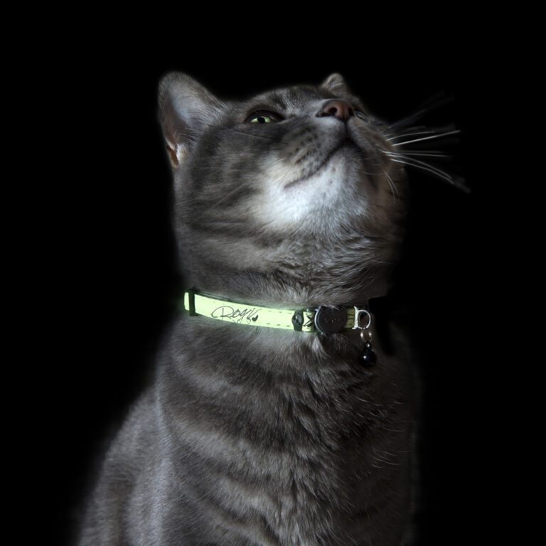ROGZ GlowCat Safety Collar Black Lifestyle