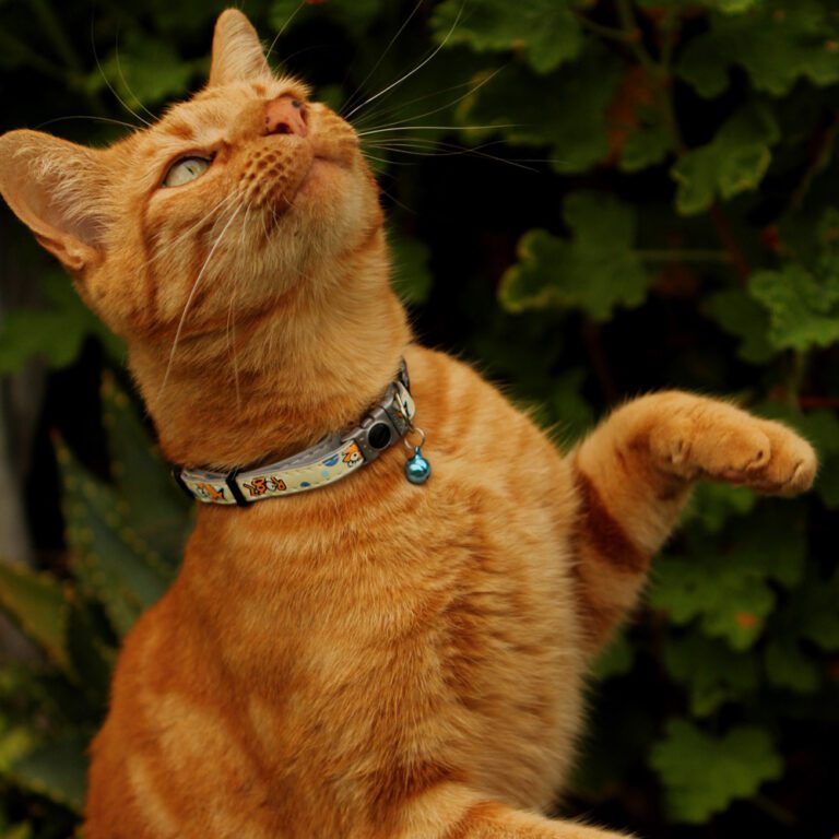 ROGZ GlowCat Safety Collar Mix Lifestyle