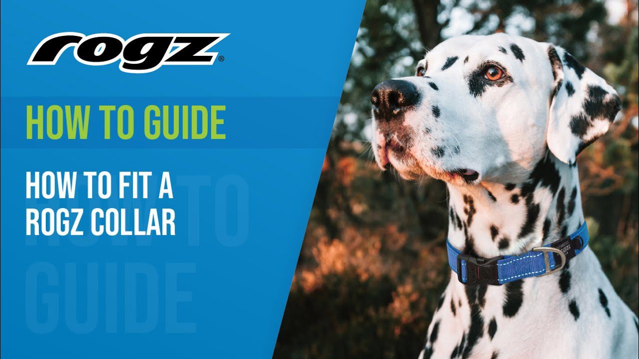 How to Measure and Weigh your Dog with ROGZ How to Measure and Weigh your Dog with ROGZ