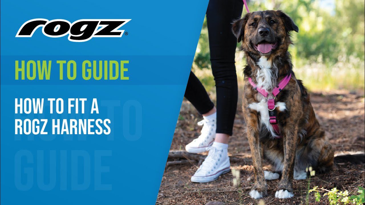 How to Measure and Weigh your Dog with ROGZ How to Measure and Weigh your Dog with ROGZ