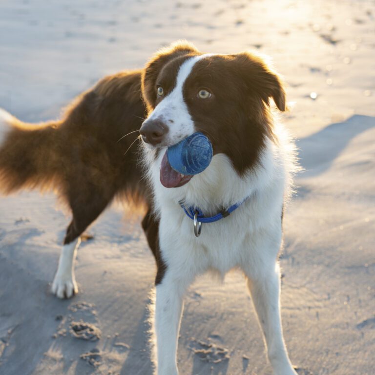 ROGZ Squeekz Ball Blue Lifestyle