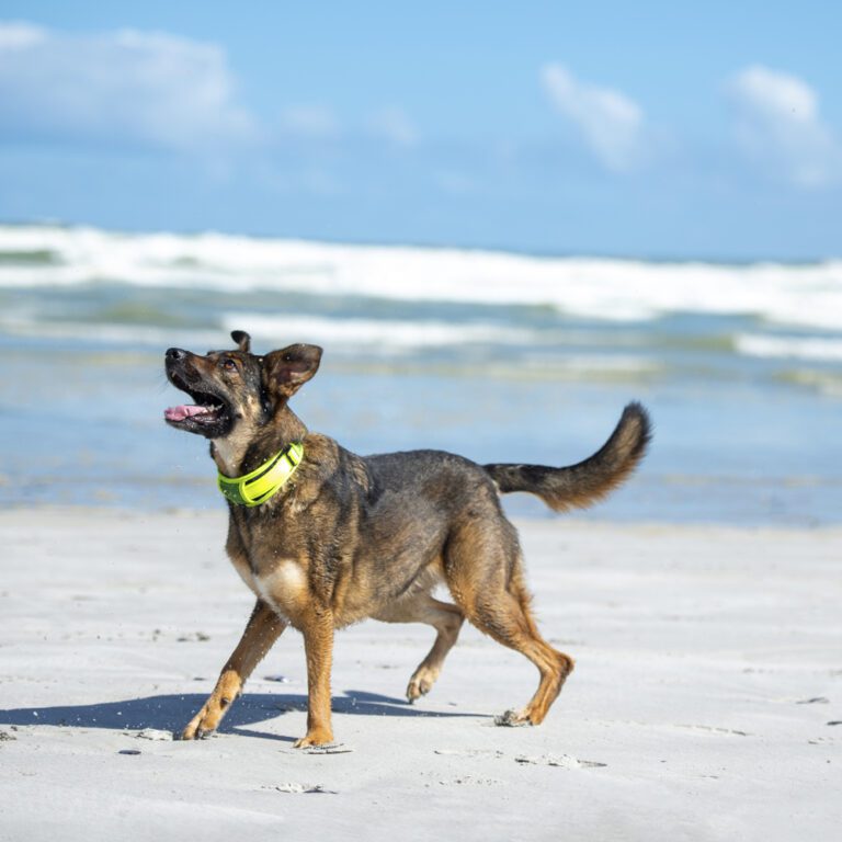 ROGZ Utility Classic Collar Padded Dayglo Lifestyle